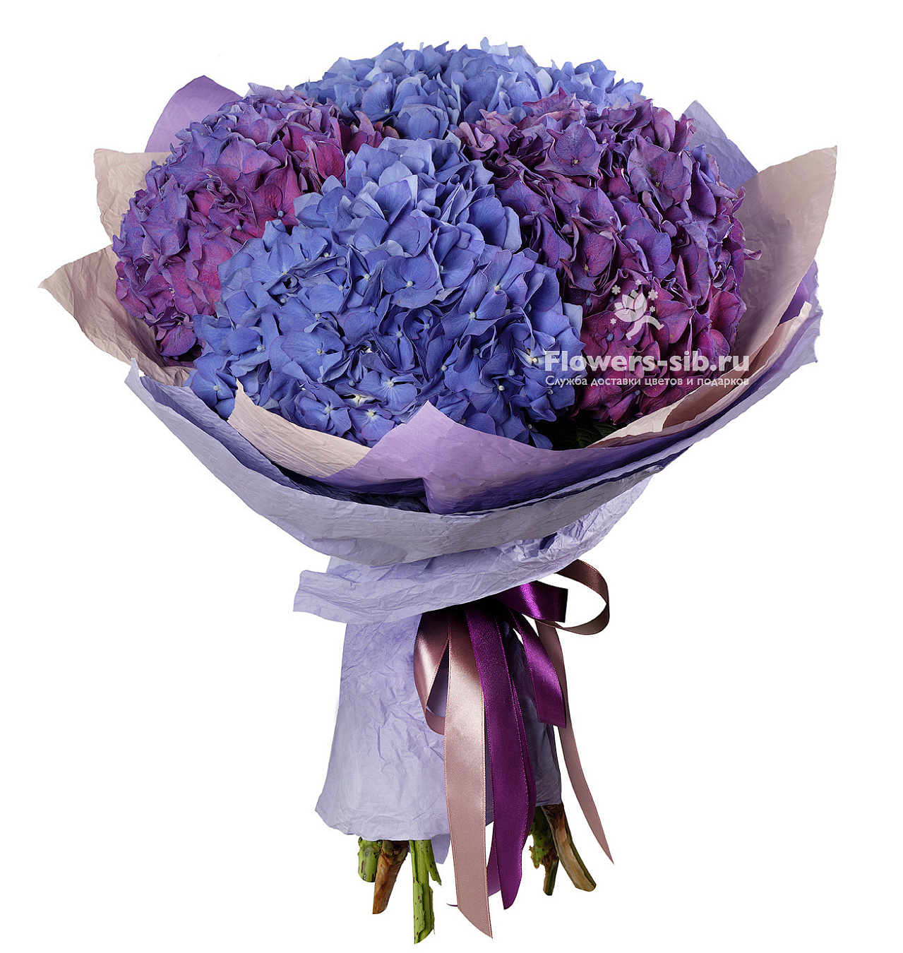 Bouquet of hydrangeas